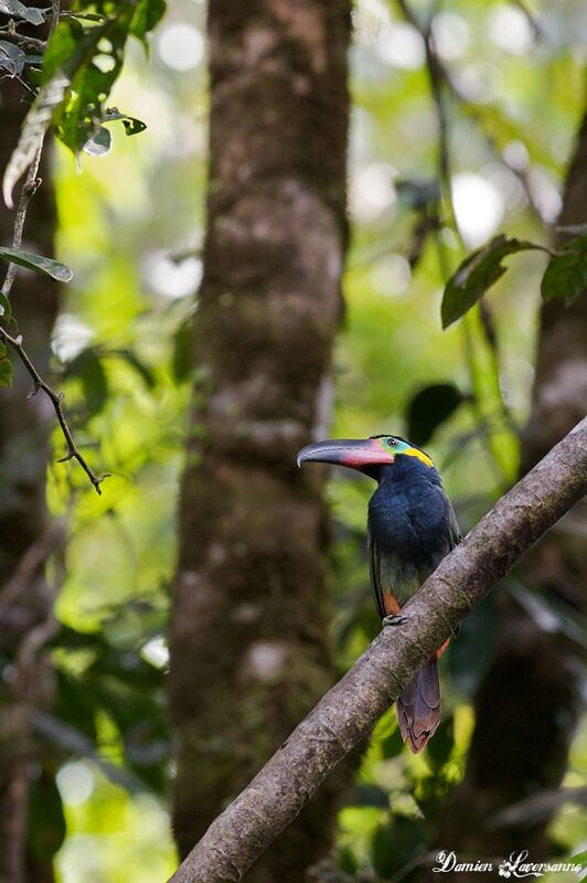 Guianan Toucanet