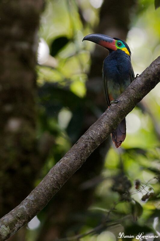 Toucanet koulik