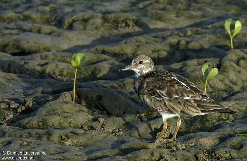 Ruddy Turnstone