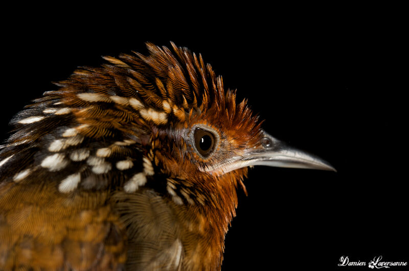 Musician Wren