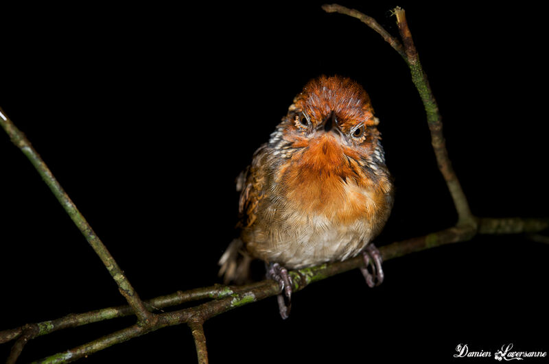 Musician Wren