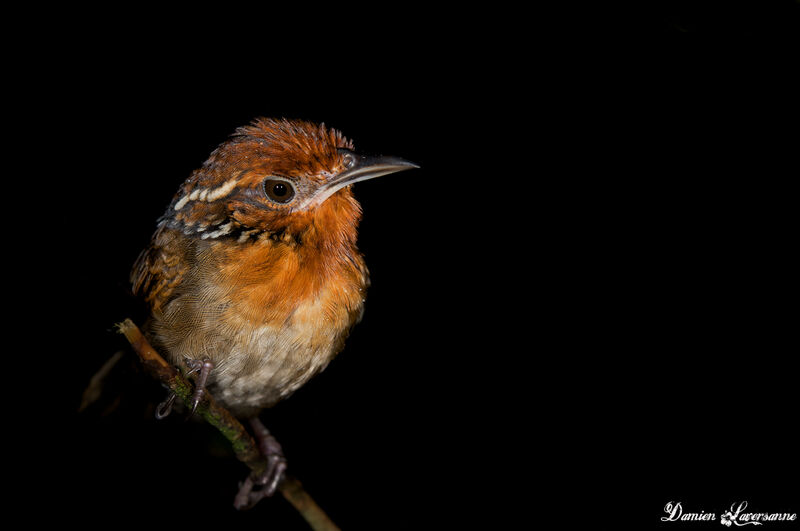 Musician Wren