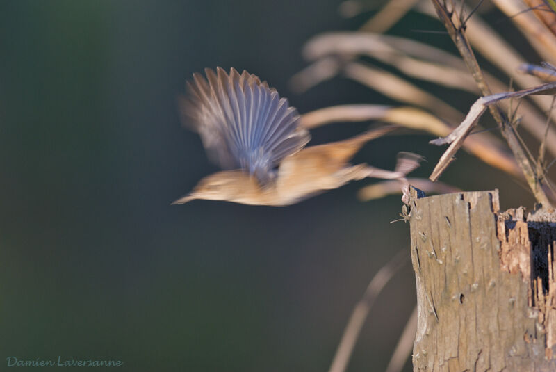 Southern House Wren