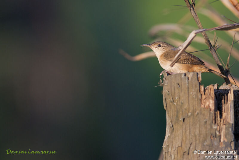 Southern House Wren