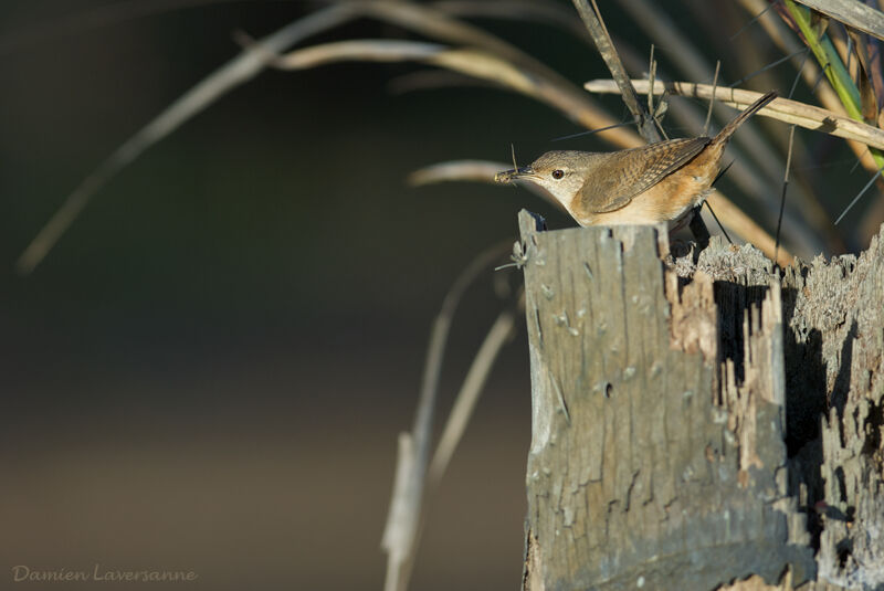 Southern House Wren