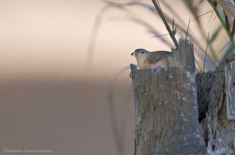 House Wren