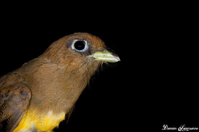 Black-throated Trogon