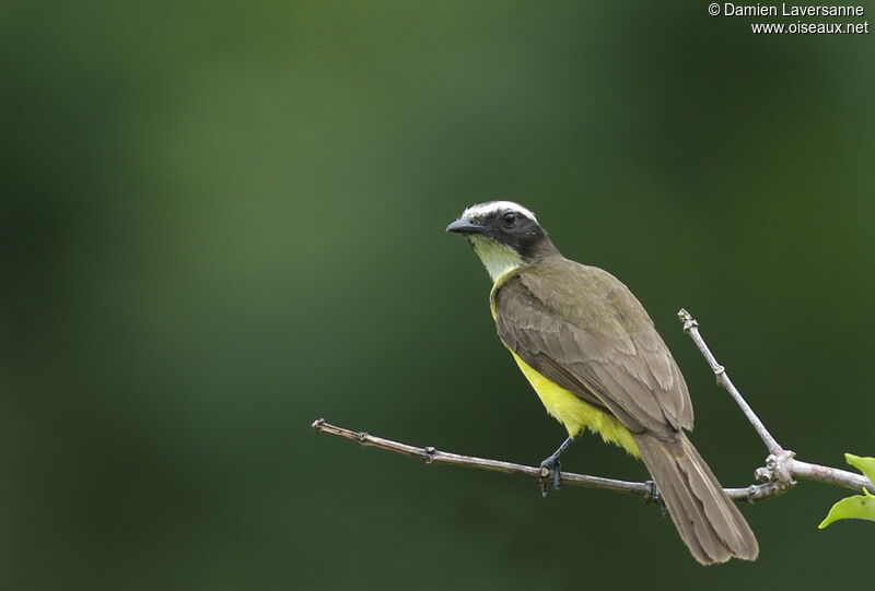 Rusty-margined Flycatcher