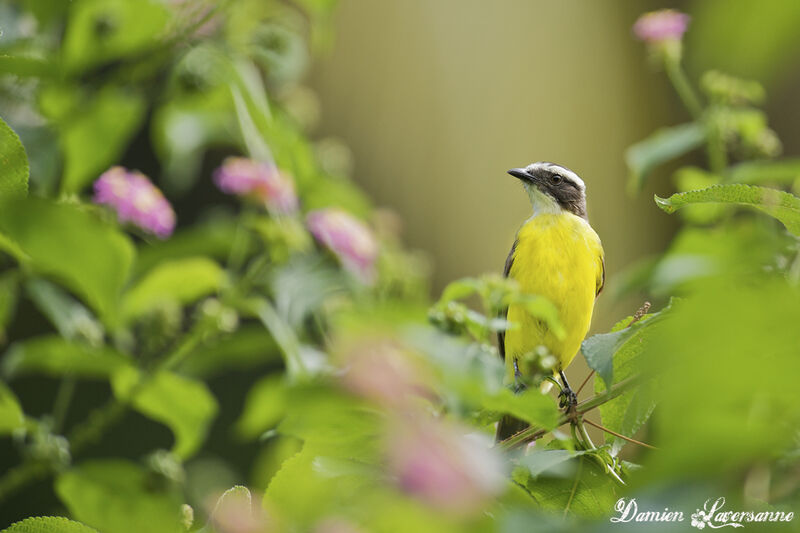 Rusty-margined Flycatcher