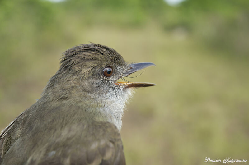 Short-crested Flycatcher