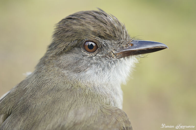 Short-crested Flycatcher