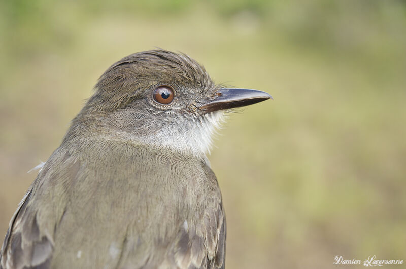 Short-crested Flycatcher