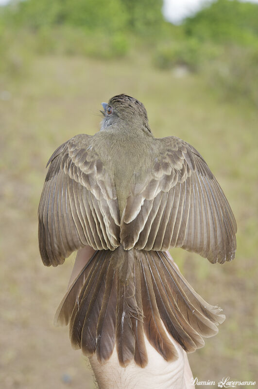 Short-crested Flycatcher