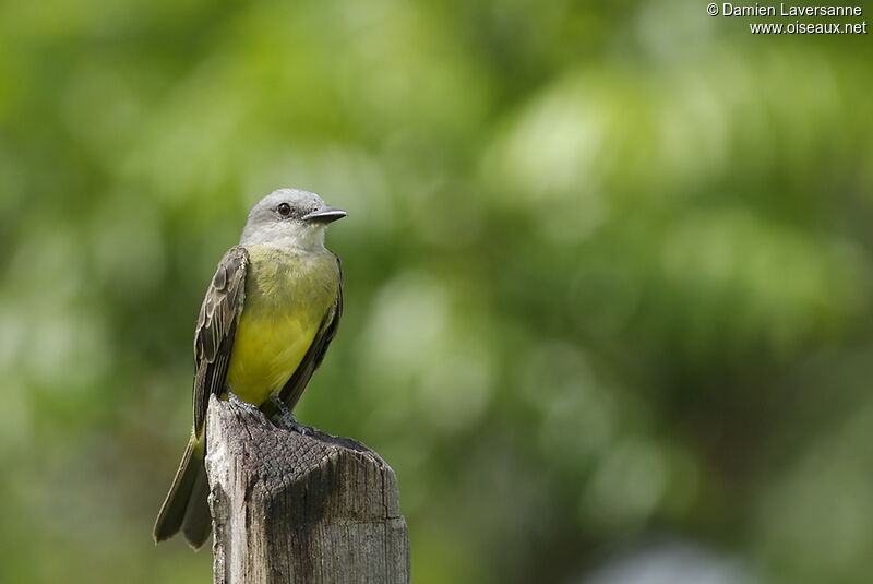 Tropical Kingbird