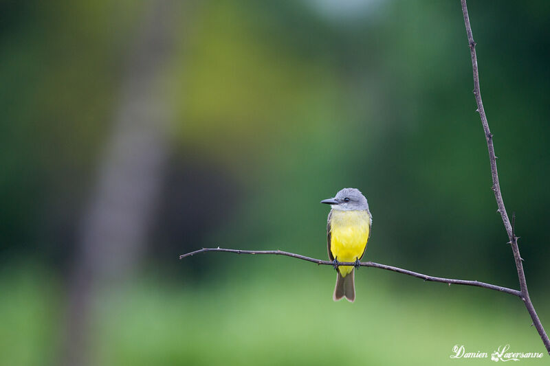 Tropical Kingbird