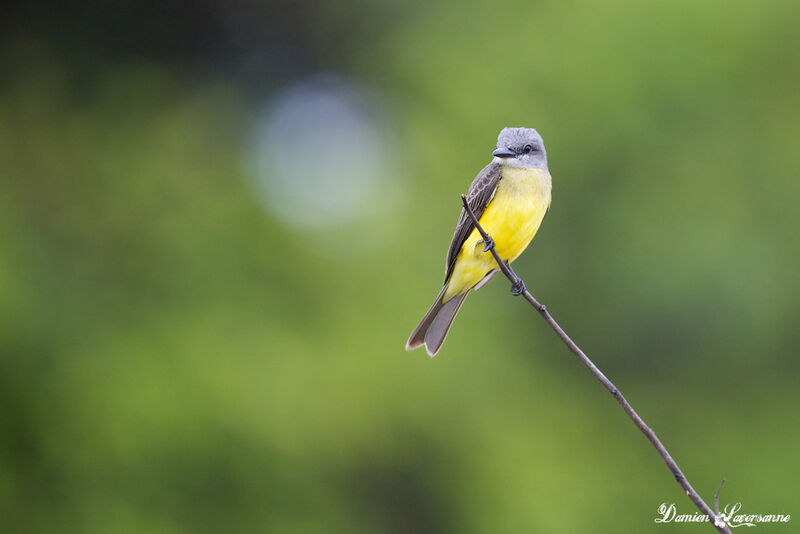 Tropical Kingbird