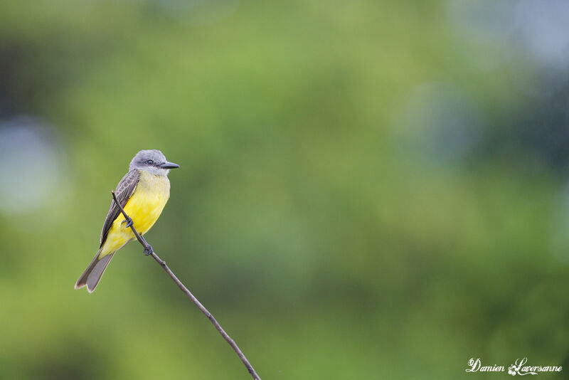 Tropical Kingbird