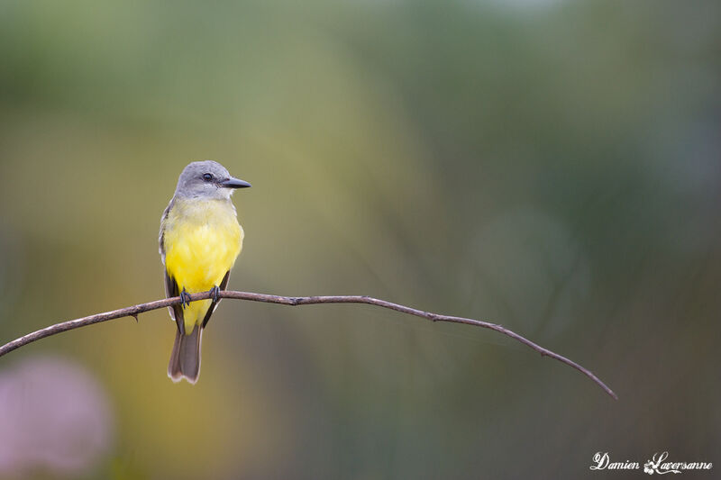 Tropical Kingbird