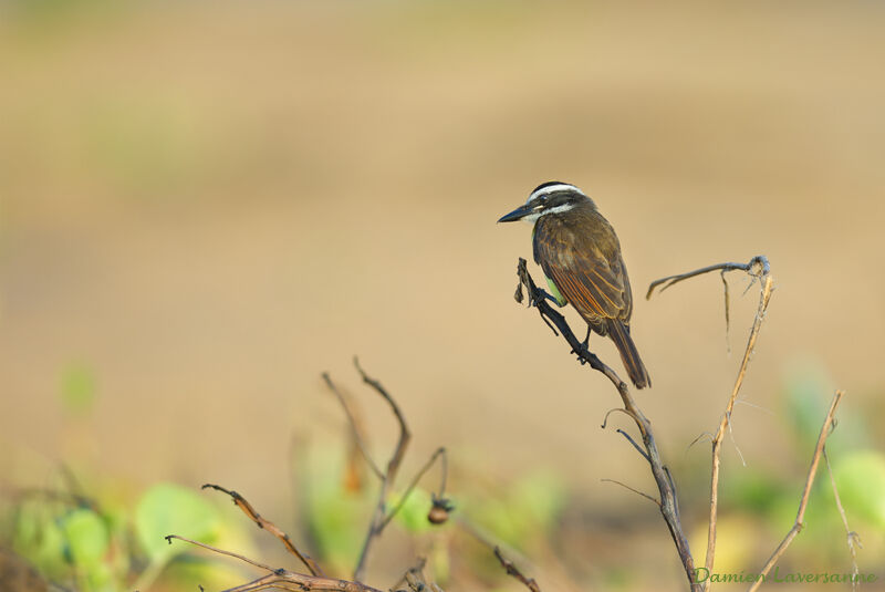 Great Kiskadee