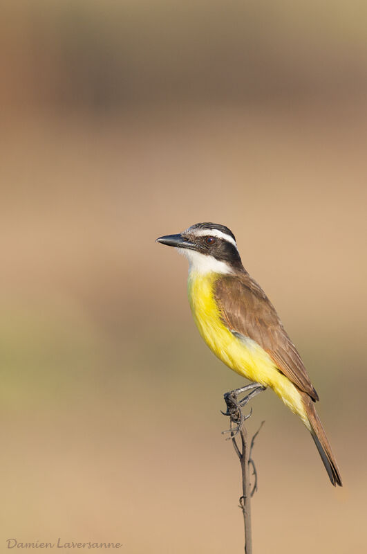 Great Kiskadee