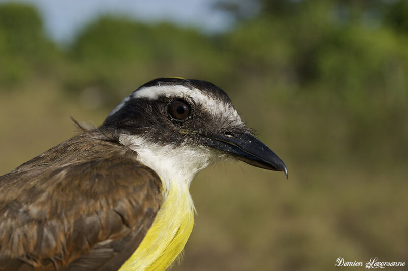 Great Kiskadee