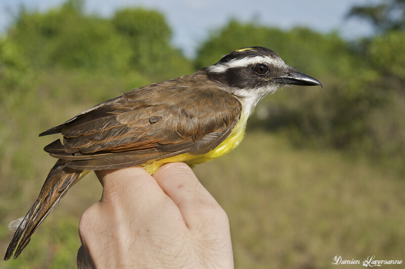 Great Kiskadee