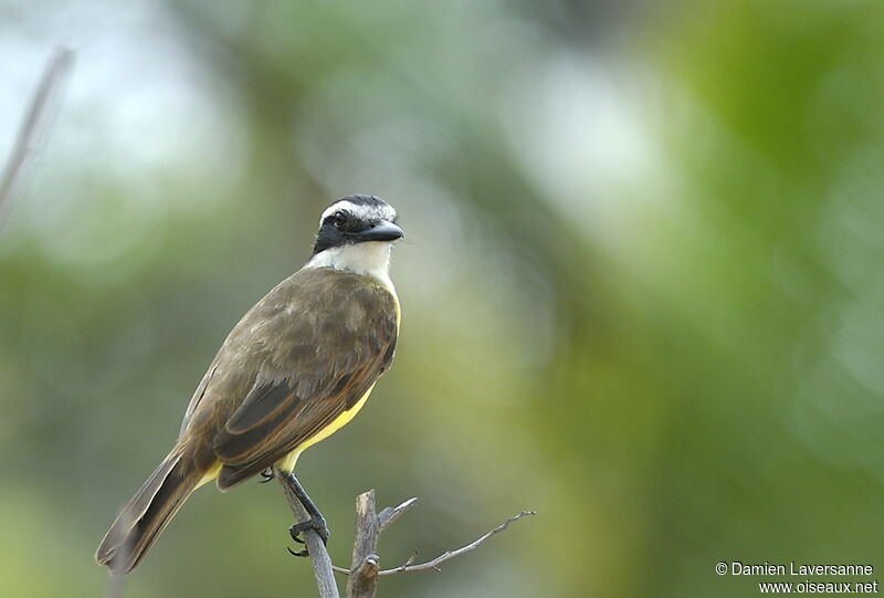 Great Kiskadee