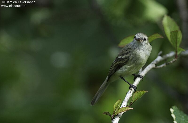 Southern Mouse-colored Tyrannulet