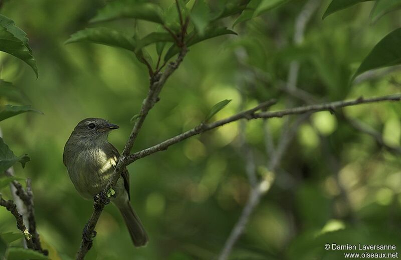 Southern Mouse-colored Tyrannulet