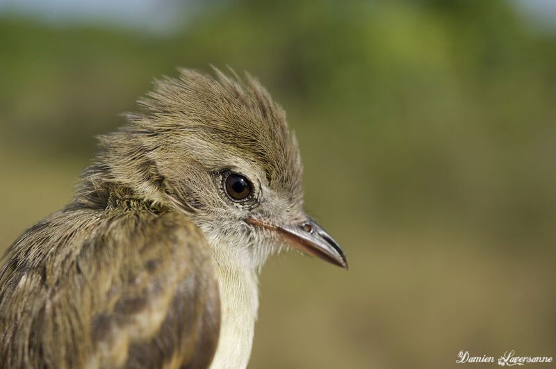 Southern Mouse-colored Tyrannulet