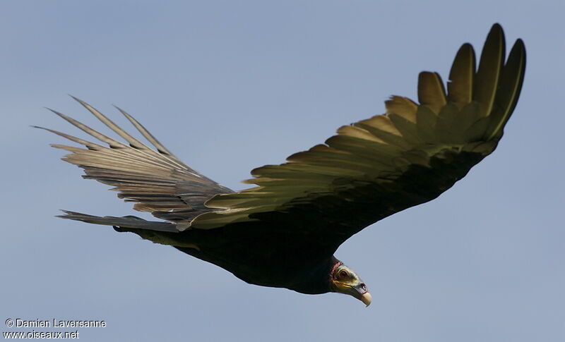 Lesser Yellow-headed Vulture