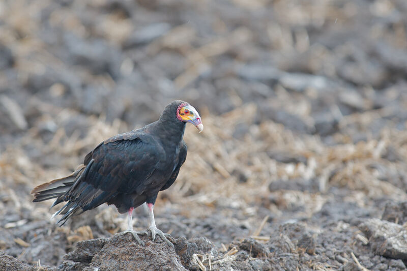 Lesser Yellow-headed Vulture