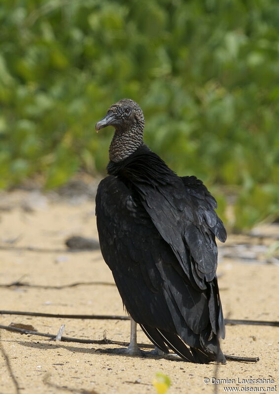 Black Vulture