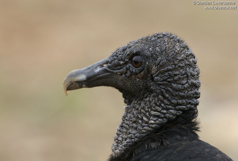 Black Vulture