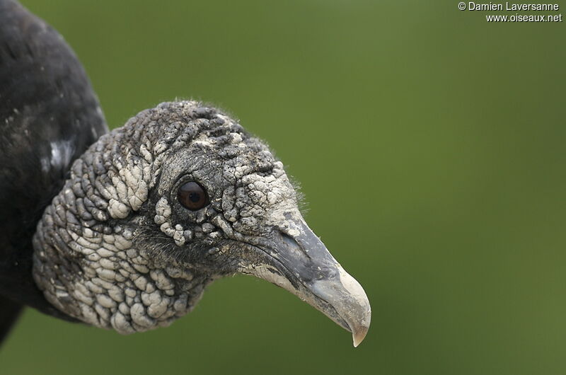 Black Vulture