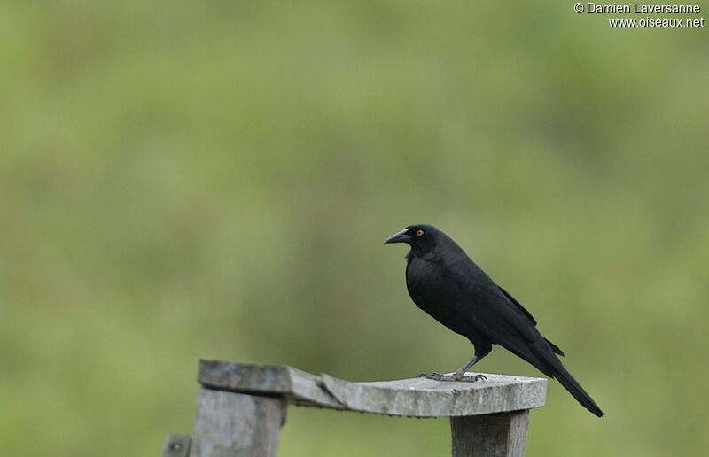 Giant Cowbird