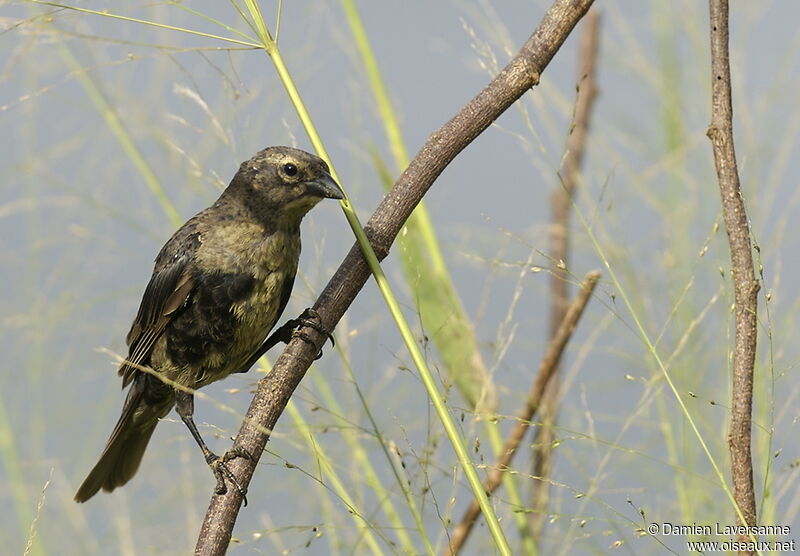 Vacher luisant mâle immature