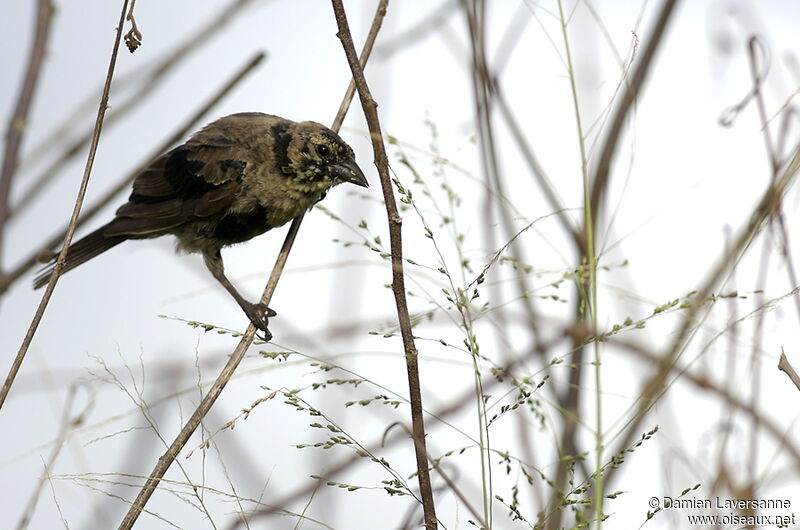 Shiny Cowbird male immature