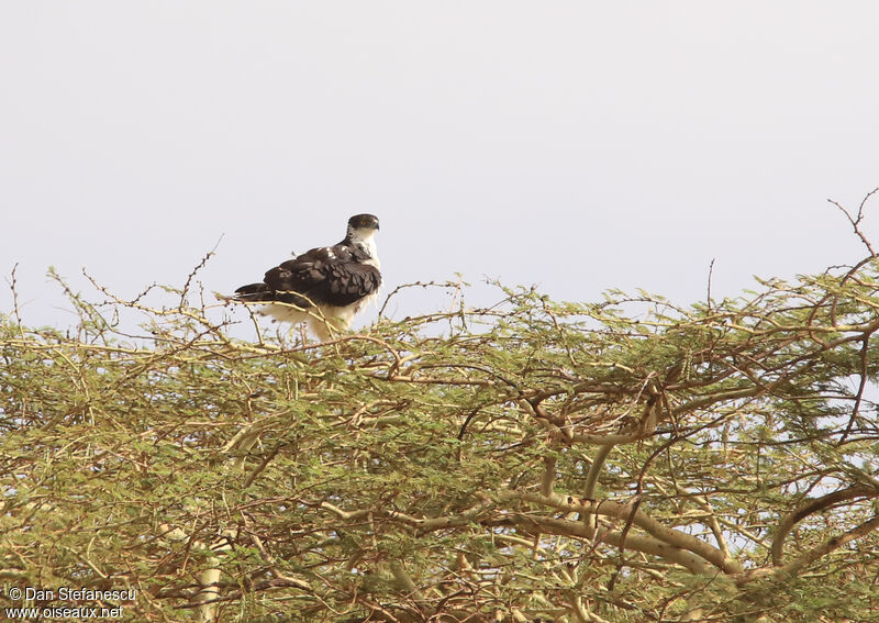 Aigle fasciéadulte