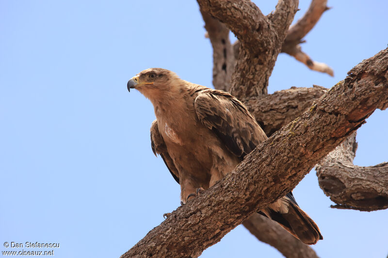 Aigle ravisseuradulte