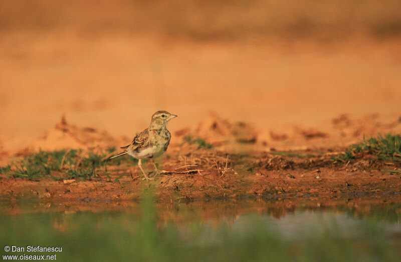 Greater Short-toed Larkadult