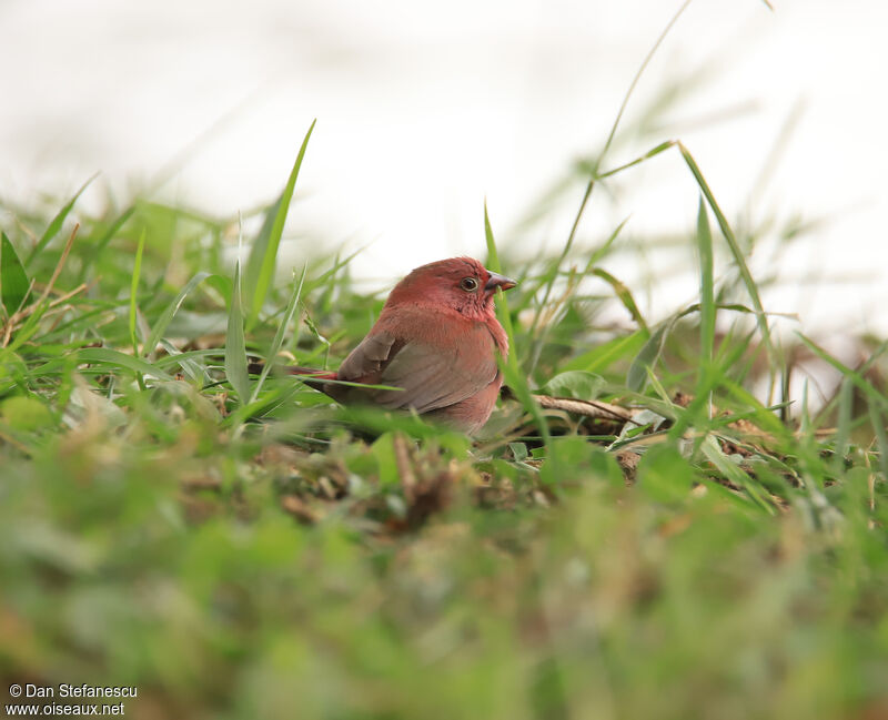 Red-billed Firefinch male adult