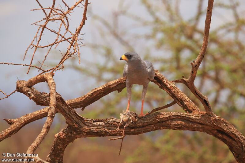 Eastern Chanting Goshawkadult