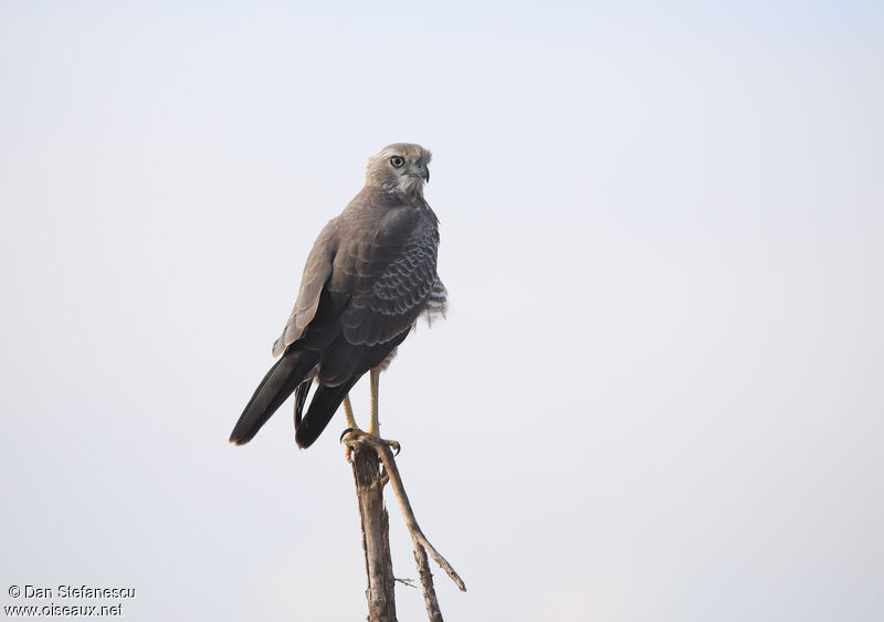 Eastern Chanting Goshawkimmature