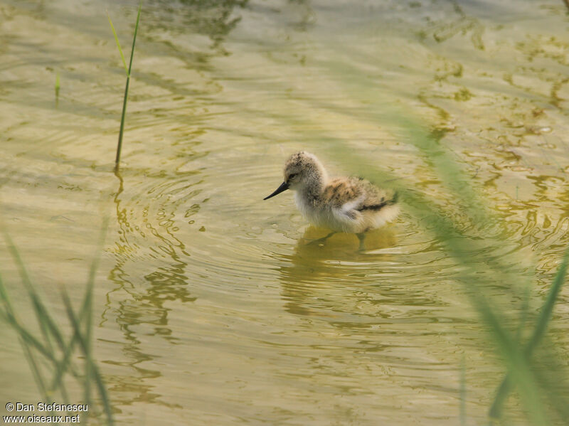 Avocette élégantePoussin