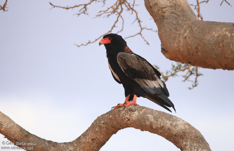 Bateleur des savanes femelle adulte