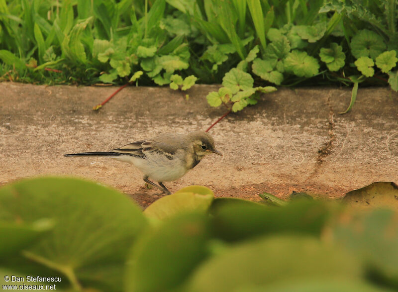 White Wagtailjuvenile