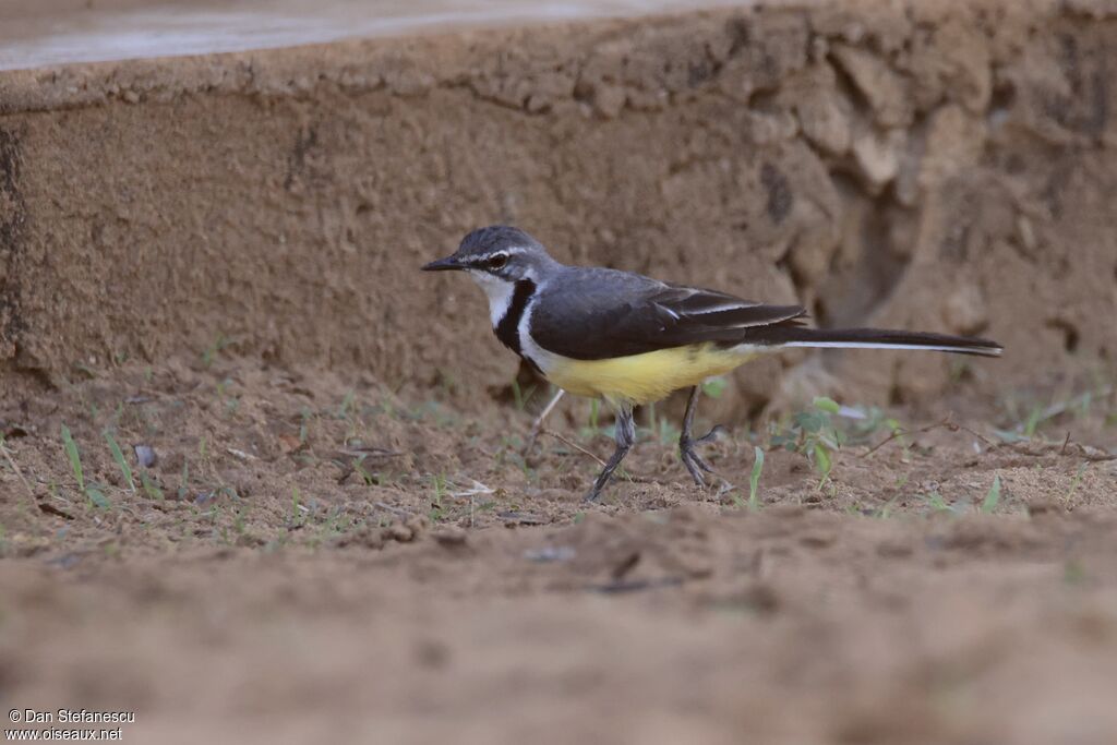 Madagascar Wagtail