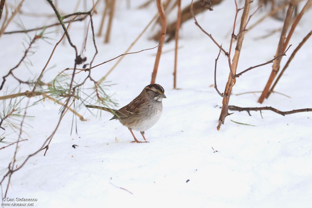 Bruant à gorge blancheadulte internuptial