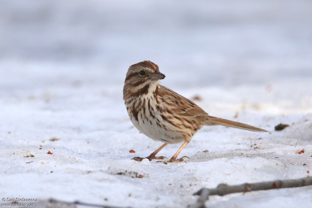 Bruant chanteuradulte
